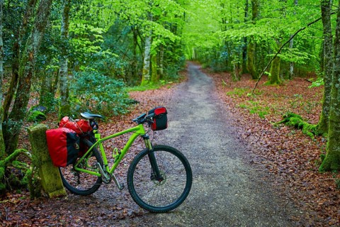 Roncesvalles beech begin of Way of Sain James biking in Navarra Pyrenees