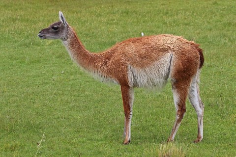 Guanaco, Chile, South America