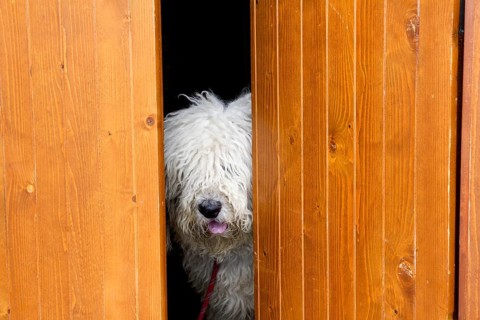 Curious and shy dog hiding behind the wood door funny guard