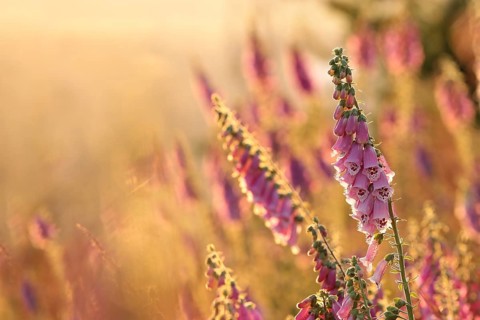 Purple foxglove, Digitalis purpurea during sunrise