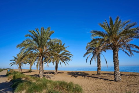 Denia las Marinas beach in Alicante palm trees at Costa Blanca of Spain