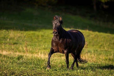 Huzule pony on the pasture in autumn, Austria, Europe
