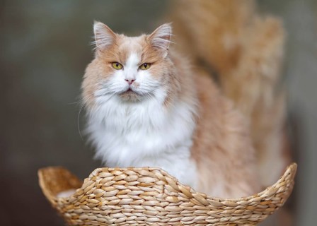 Flauschige rot-weiße Katze, die einer Maine Coon ähnelt, aber eigentlich eine Mischung aus Perser-