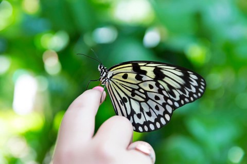 Girl hand finger Rice Paper butterfly Idea leuconoe in outdoor