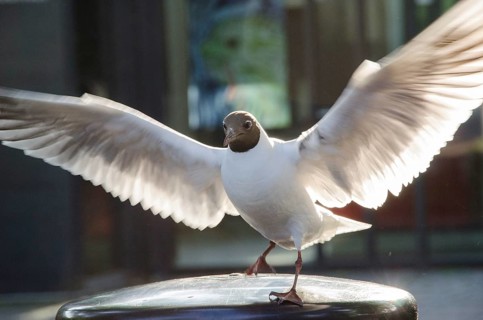 Black-headed Gull, Chroicocephalus ridibundus with open wings, Copenhagen, Denmark, Europe