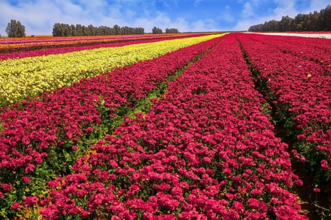 Kibbutz field of flowering colorful buttercups. Israel. Beautiful sunny spring day. Spring walk in