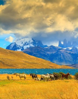 Magic light of sunset. Rocks Torres del Paine visible among the clouds. Herd of mustangs on the