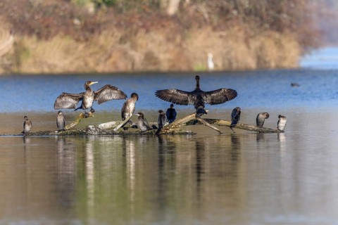 Great cormorant (Phalacrocorax carbo) and Pygmy cormorant (Microcarbo pygmaeus) perched on a branch
