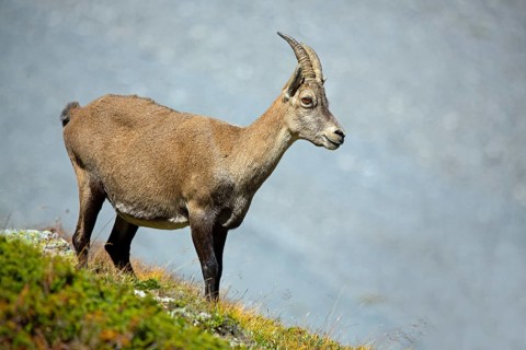 Alpine ibex, Capra ibex