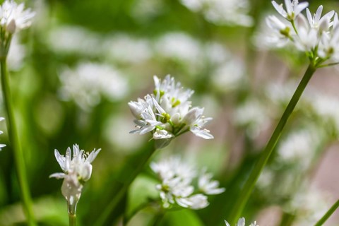 Wild garlic (Allium ursinum) with blossoms, wild garlic blossom, Leoben, Styria, Austria, Europe