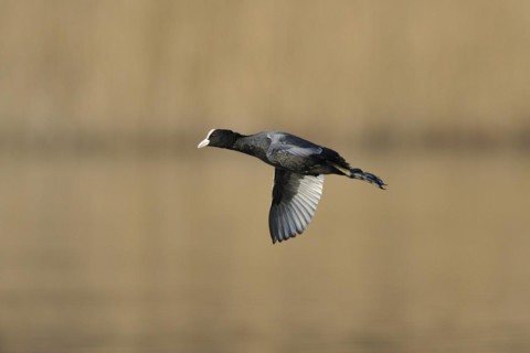 Eurasian Coot in flight, Black Coot, Fulica atra, Eurasian Coot