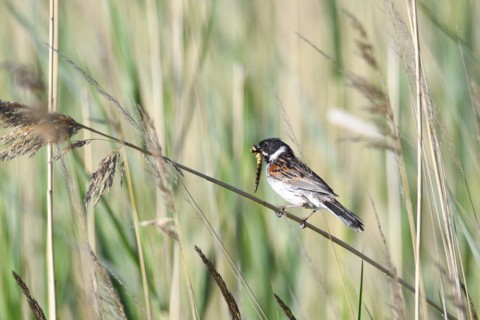 Reed Bunting, emberiza schoeniclus, feeding, Germany, Common Reed Bunting, male, Europe