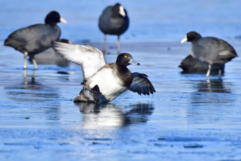 Tufted Duck skids over the ice. Tufted Duck skid over a lake