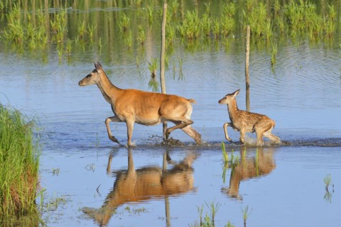 Red deer in Lusatia, near Foerstgen. Red deer with calf. Red Deer Cervus elaphus Germany, Germany,
