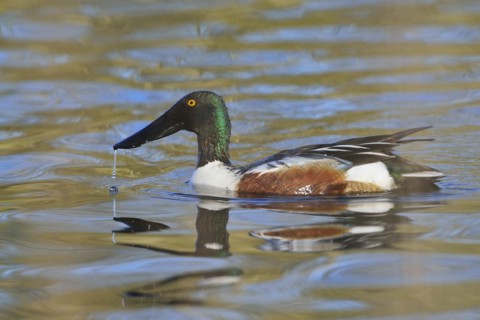Loeffelente Maennchen, Anas clypeata, Northern Shoveler, Europe, Europa