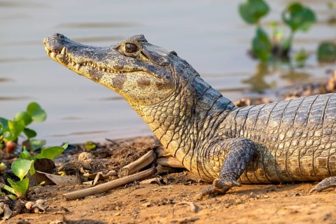 Caiman (Caimaninae), Crocodile (Alligatoridae), crocodile (Crocodylia), animal portrait, Pantanal,