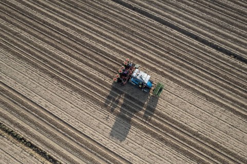 Farmers are planting a tomato crop using an automatic planter machine in a field. The machine is