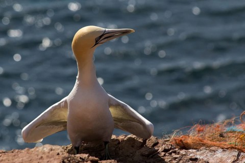 Booby