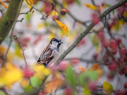 Closeup of a sparrow sitting on an apple tree