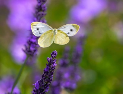 Macro of a cabbage butterfly flying to a lavender flower