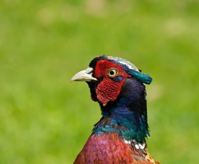 Close-up view of head of male or cock Common Pheasant, showing the fine detail and colours of the