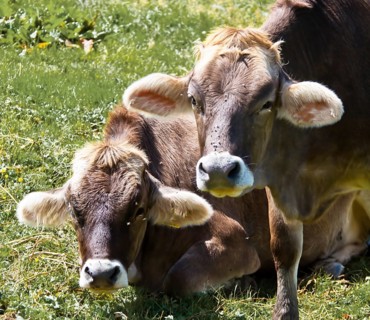 Several cows graze on a mountain pasture and enjoy the summer. Animals in agriculture Austria