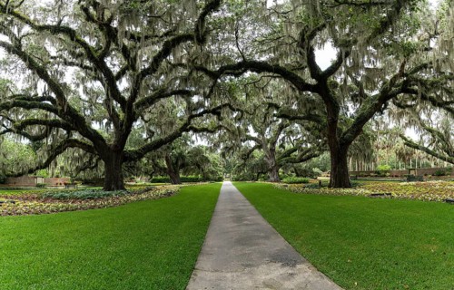 A panorama landscape view of live oak trees with Spanish moss on the branches in lush green summer