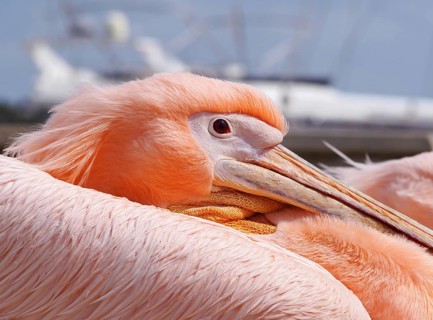 Portrait close up of a pink pelican in paphos harbour with blue sky and a boat in the background