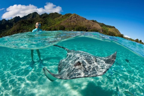 Snorkelling with Pink Whipray in Lagoon, Pateobatis fai, Moorea, French Polynesia | Snorkeling with