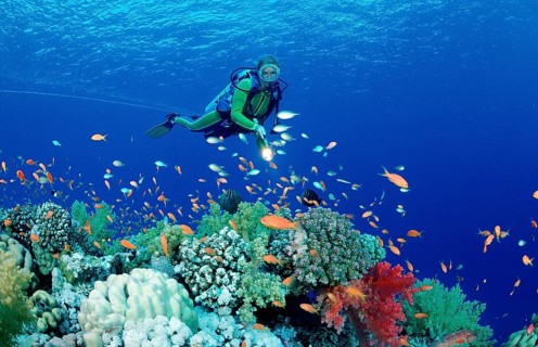 Diver and coral reef, Egypt, Zabargad, Zabarghad, Red Sea, Africa