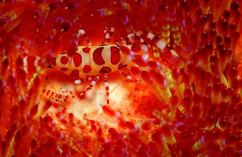 Coleman's partner shrimps on fire sea urchin, Periclimenes colemani, Asthenosoma varium, Bali,