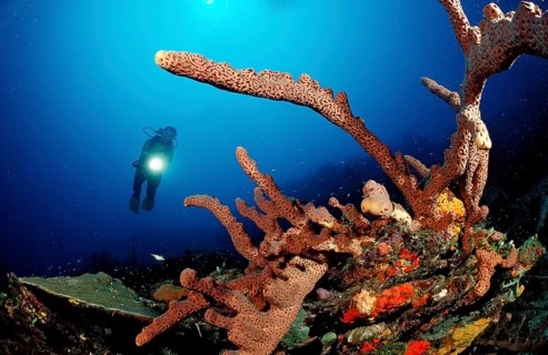 Diver and tube sponge, Aplysinia lacunosa, Catalina, Caribbean Sea, Dominican Republic, Central