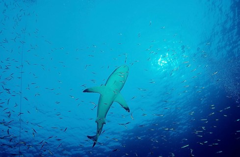 Silvertip shark, Carcharhinus albimarginatus, Australia, Pacific, Great Barrier Reef, Oceania