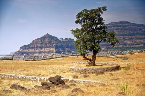 Tree landscape, malshej ghat, maharashtra, India, Asia