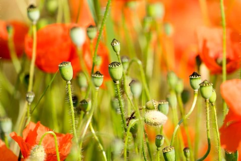 A grain field with common red poppy (Papaver rhoeas), Wesertal, Weser Uplands, Weserbergland,