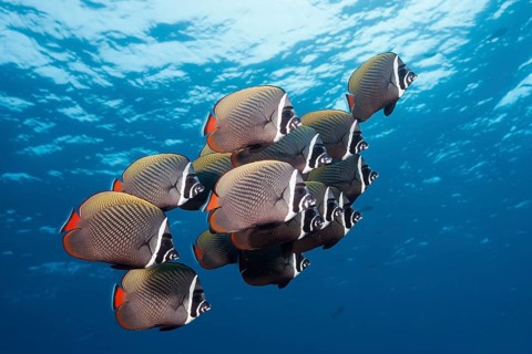 Shoal of collar butterflyfish, Chaetodon collare, Felidhu Atoll, Indian Ocean, Maldives, Asia