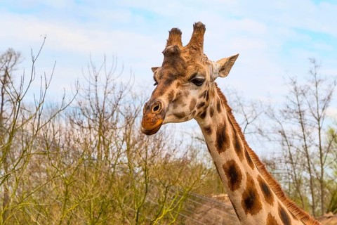 Nice cute Giraffe head close up and blue sky