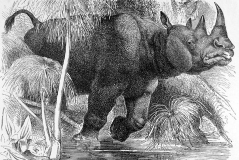 Black Rhinoceros on engraving from 1890. Engraved by unknown artist and published in Meyers