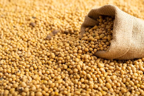 Burlap sack with soy on soy bean background closeup, food photography, food photography