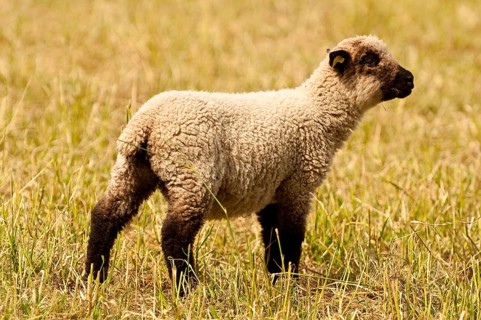 Freshly shorn grazing sheep in a meadow