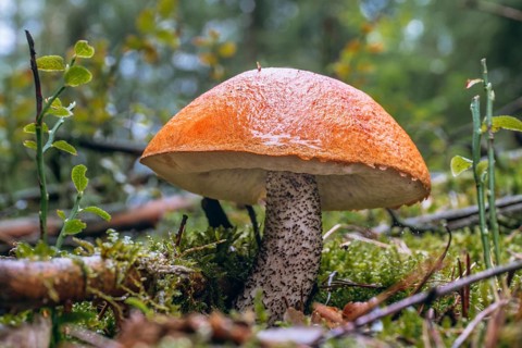 Leccinum (red cap) in the Thuringian Forest. leccinum (red cap) in the Thuringian Forest