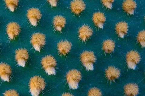 Closeup and macro shot of aereole of the Optunia cactus with aereole spines and glochids creating a