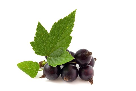 Black currant isolated on white