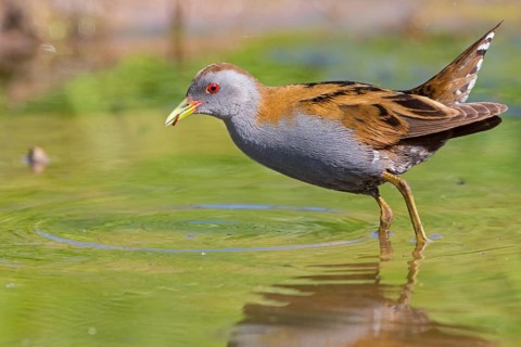 Lesser Crake (Porzana parva), Lesbos, Lesbos Island, Greece, Europe