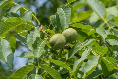Walnut (Juglans regia 'Ockerwitzer Lange'), Kühne Omsewitz nursery, Germany, Europe