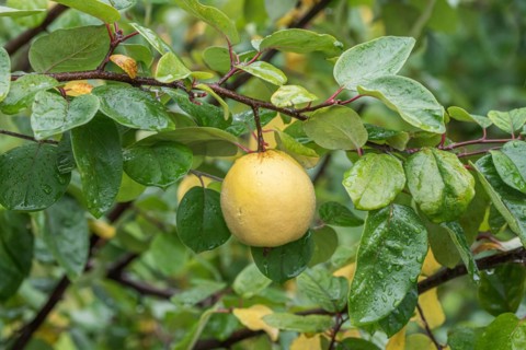 Quince (Cydonia oblonga 'Ludovic'), Bundessorteamt, testing centre Wurz, Germany, Europe
