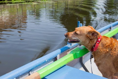 Brown cross breed dog in rowing boat on the river