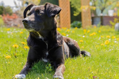 Black attentive dog lies in the meadow and enjoys the sun
