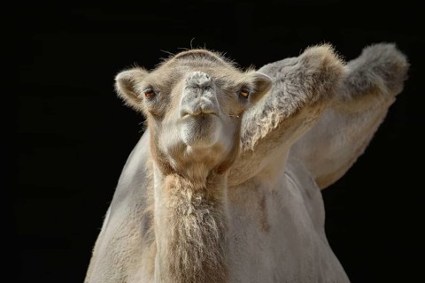 Portrait of Camel against the Dark Background Varna, Bulgaria, Europe