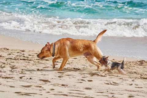 Big and small dogs playing on the beach in Varna, Bulgaria, Europe